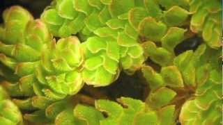 Pteridology  Little Nitrogen Factories Azolla sp [upl. by Reiners284]