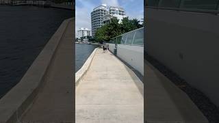 Doberman Pinscher Off The Leash home views miami waterfront boardwalk dobie puppy offleash [upl. by Noiemad]