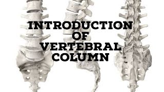 Vertebral column introduction [upl. by Bac]