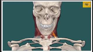 PREVERTEBRAL AND PARAVERTEBRAL REGIONS OF THE NECK AND ROOT OF THE NECK [upl. by Amihsat787]