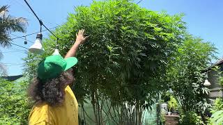 Massive Landrace Plants and other strains [upl. by Acemaj]