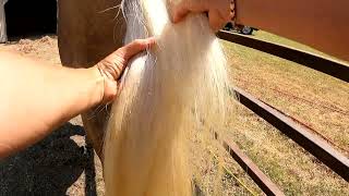 How to wash your horses tail and put it up simple version [upl. by Warms]