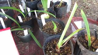 How to care for your newly planted amaryllis with this summer weather [upl. by Sirad]