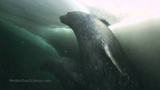 Weddell Seals Underwater [upl. by Annohsal561]