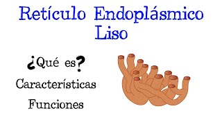 🌐 ¿Qué es el Retículo Endoplásmico Liso 💥 Funciones Fácil y Rápido  BIOLOGÍA [upl. by Sunny]