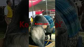 Kontes sapi prosida Lampung tengah [upl. by Plossl]