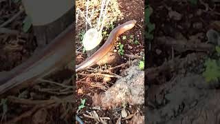 Legless Lizard in Action Speedy Escape from the Camera [upl. by Odeen]