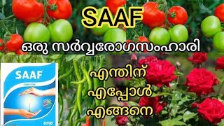 💯Right Method to use SAAF fungicide on plants  SAAF ഉപയോഗിക്കേണ്ട ശരിയായ രീതി  Saaf [upl. by Iek]