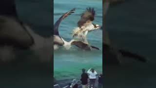 Momen langkamelihat Pelican merampas makanan dari falconfeed shorts [upl. by Attesor]