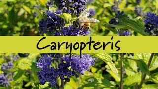 Caryopteris at Prides Corner Farms [upl. by Mclain312]