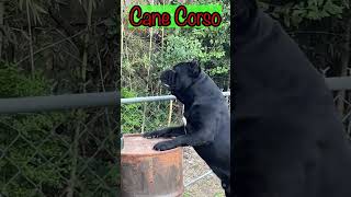 Cane Corso BARK [upl. by Buller]