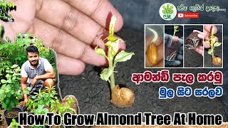 ආමන්ඩ් පැල කරමු  How To Grow Almond Tree At Home In Sinhala [upl. by Guyon]