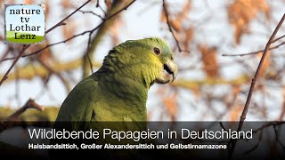 Wildlebende Papageien in Deutschland Halsbandsittich Großer Alexandersittich und Gelbstirnamazone [upl. by Deirdra]