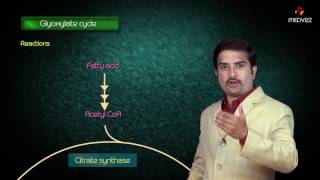 Glyoxylate cycle  Biochemistry MBBS Lectures  Dr G Bhanu prakash [upl. by Azil]