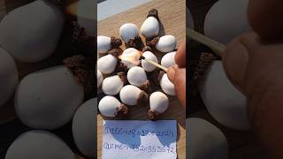 Hoseki Safed Bhilawa biba White Bhilawa Seed7820953572 [upl. by Utter]