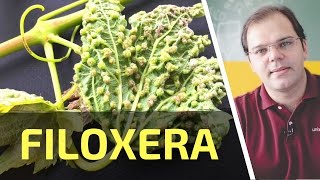 Filoxera  Univinhocom  Parte 25 de 365 [upl. by Robma574]