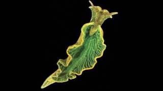 Elysia Chlorotica A SapSucking SolarPowered Sea Slug [upl. by Ayet]