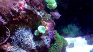 Two New Duncan Corals  Red Slime Reseeding  Purple Dottyback [upl. by Sandstrom]