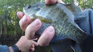 Black River Bream And Shellcracker 2024 [upl. by Caiaphas]