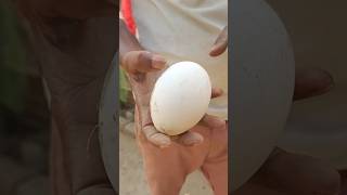 इतना बड़ा अण्डा 😲 Big size egg egg shorts youtubeshorts shortvideo andda [upl. by Nnayrrehs931]