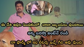 Desi cow farming teluguGir cow farm teluguDesi cow dairy business telugu [upl. by Kip]