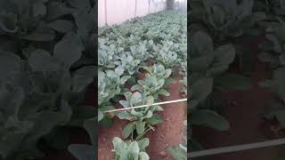 pesticides and fertilizersautomobile nature funny freefire fyp foryou food fun [upl. by Lotty]