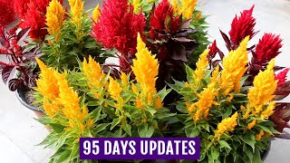 Know How to Grow n Care for Celosia Plants  Complete GUIDE [upl. by Ursuline687]