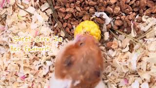 ASMR Hamster NiuNiu Eating Sweet Corn 🐹🌽 [upl. by Yssak40]