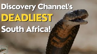 Full Discovery Channel Documentary Marathon Deadliest South Africa [upl. by Harbot]