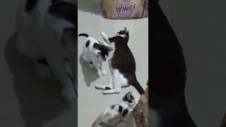 music automobile live doglover musicalpaws catvideos cute cutepaws comedymusic shihtzu [upl. by Tol]