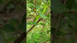 whipsnakevinesnake Ahaetulla prasina [upl. by Eilerua916]