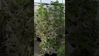 aeroponictowerhydroponictowergardenfarmhydroponicaeroponic [upl. by Anelra]