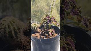 Newly Grown Coleus from a Cutting 😍 [upl. by Forster]