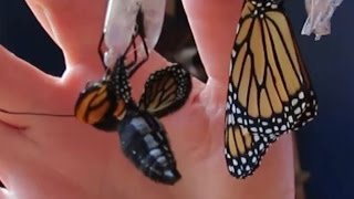 Monarch Butterfly Emerging from Chrysalis [upl. by Bambi]