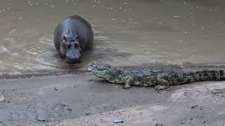 Crocodile vs Hippo  Who Would Win [upl. by Slayton13]