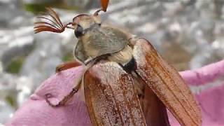 May Bug Movie [upl. by Surat]