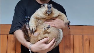 the biggest marmot of all time [upl. by Erb345]