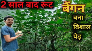 टमाटर का रूट बैंगन 2 साल बाद बना एक विशाल पेड़।। big brinjal tree brinjaltree [upl. by Rahal]