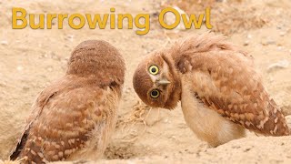 Burrowing Owl Howdy Neighbor [upl. by Akemahc959]