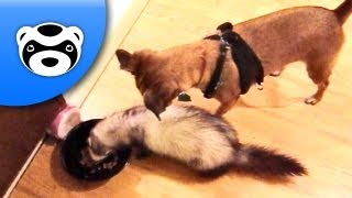 Puppy Vs Ferret [upl. by Fenner622]