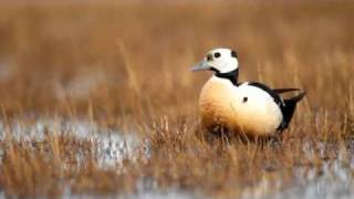 Barrow Alaska Nature Photography Tour [upl. by Goldwin]