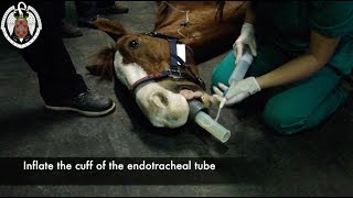 Orotracheal intubation in the horse [upl. by Risser]