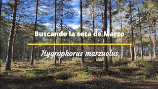 Buscando la seta de Marzo ¿en eneroHygrophorus marzuolus [upl. by Ennovahs]