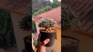 Uma pequena árvore de Trichodiadema Densum 😍🌳🙏 [upl. by Idyak108]