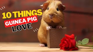 10 Things Guinea Pigs Love the Most [upl. by Mcclenon]