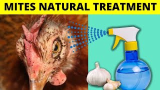 ELIMINATE MITE IN CHICKENS BY SPRAYING THIS ORGANIC PRODUCT [upl. by Etteiluj134]