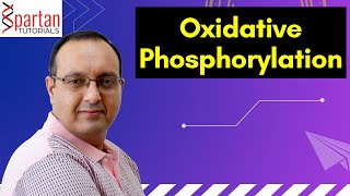 Oxidative Phosphorylation CSIR NET Life Sciences Unit 1 L19 [upl. by Eema]