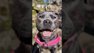 Day Trip to Mt Macedon 😊 bluestaffy dog englishstaffy [upl. by Noivaz480]