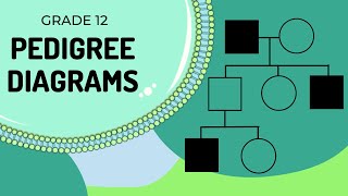 Pedigree Diagrams [upl. by Merissa]