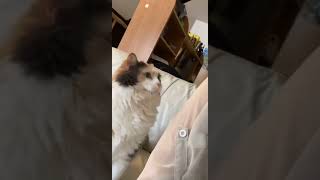 Cat Headbutts Owners Arm Demanding to be Pet [upl. by Harpp120]